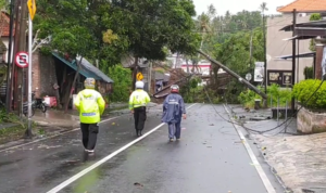 Image Credit Sopian Hadi/Beritasatu - Fallen trees due to rain and strong winds in Dharmasaba Village closed road access from Badung to Denpasar, Bali, Sunday (9/2/2025).